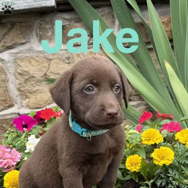 Jake, Chocolate Labrador Retriever Puppy